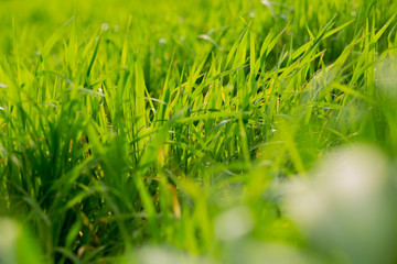 green grass with water drops