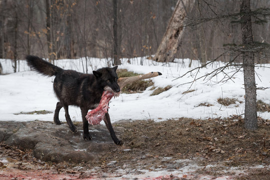 Black Phase Grey Wolf (Canis lupus) Walks Right With Deer Leg Winter