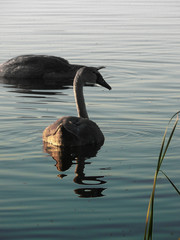 Young Swan © Maciej