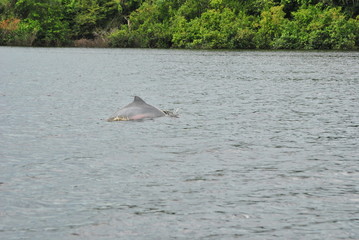 delfin rosado bebe © andrescelemin