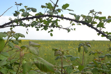 British Summer Meadow