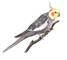 Parrot grey corella sitting on branch isolated on white background. Watercolor painting. Digital art. Illustration. Template. Clipart