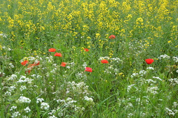 British Summer Meadow