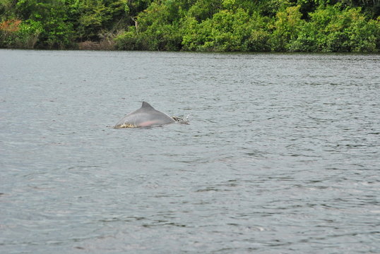 delfin rosado bebe