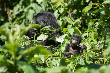weiblicher Berggorilla im Dschnugel von Sumatra