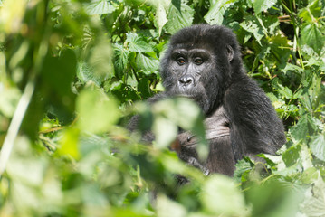 weiblicher Berggorilla im Dschnugel von Sumatra