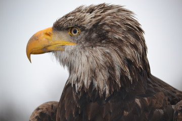 Bird of Prey