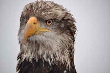 Bird of Prey