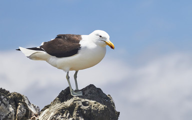 Seagull in the island, day to day of this animals with chicks - fly and walks - Sequence of photos
