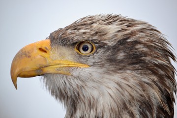 Bird of Prey