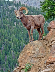 Rocky Mountain bighorn sheep in a national forest outside Georgetown, Colorado.