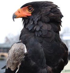 Bird of Prey