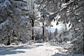 Fototapety  Las w zimie