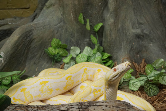 Python