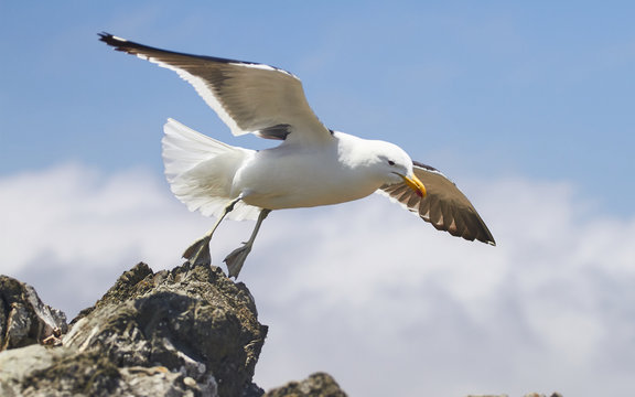 Seagull in the island, day to day of this animals with chicks - fly and walks - Sequence of photos