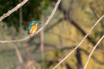 Yalıçapkını » Alcedo atthis » Common Kingfisher