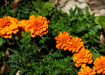 Marigolds blooming in the sun