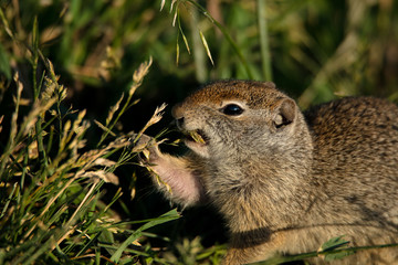 squirrel eating Grass