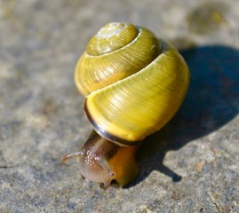 Green Snail on rock