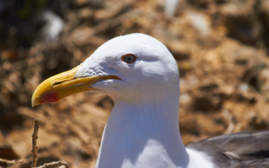 Seagull in the island, day to day of this animals with chicks - fly and walks - Sequence of photos