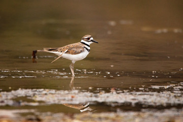 Killdeer in Water