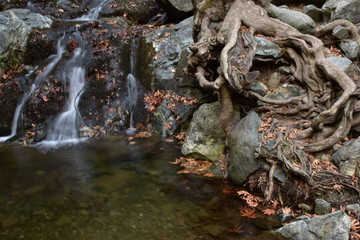 waterfall in the forest