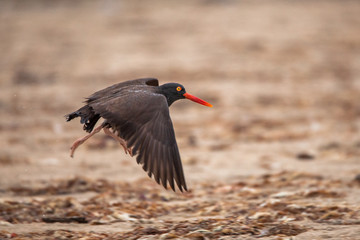 Black Oystercatcher Flying