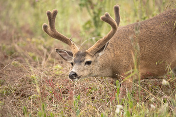 Black tailed Deer
