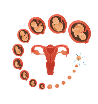 Vector Human Embryo Development Circle With Female Uterus Icon. Human Fetus Growth Through The Stages Of Pregnancy From A Cell To A Baby. Medica Concept Poster, Isolated Illustration