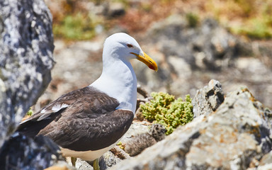 Seagull in the island, day to day of this animals with chicks - fly and walks - Sequence of photos