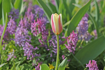 tulips in the garden