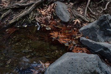 stream in the forest