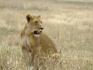 Fototapeta na wymiar Löwin sitzt in der Savanne