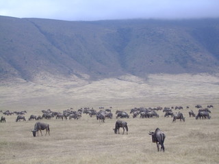 Gnu-Herde im Ngorongoro Krater