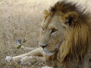 Löwe liegt in der Savanne