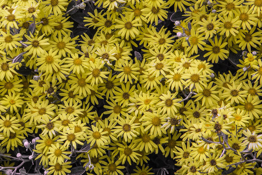 Yellow flower wallpaper