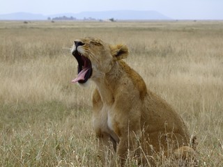 Fototapeta na wymiar gähnende Löwin