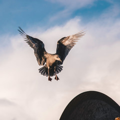 Obraz premium Seagull landing