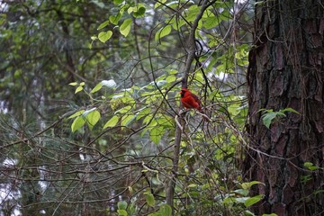 The northern cardinal (Cardinalis cardinalis) is a North American bird also known as the redbird or common cardinal.