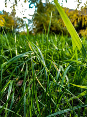 grass with water drops