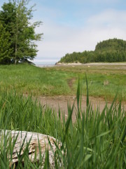 paysage, avec vieille pruche  de bois