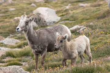 Big Horned Sheep with Lamb