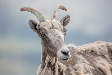 Big Horned Sheep