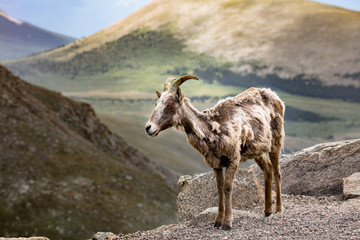 Big Horned Sheep