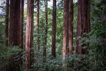 redwood lines
