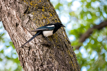 Bird on a tree