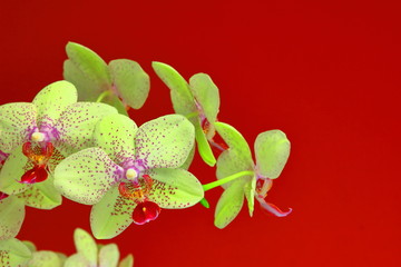A color image of a Phalaenopsis orchid with a red background.