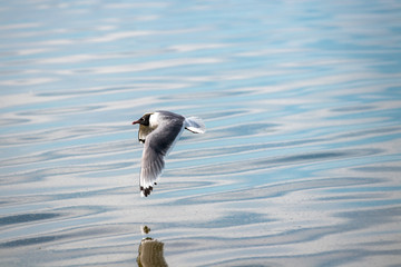 seagull in flight