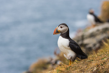 atlantic puffin