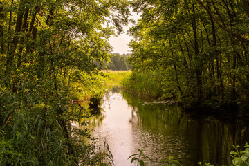 Waldsee im Frühling